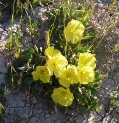 Oenothera brachycarpa