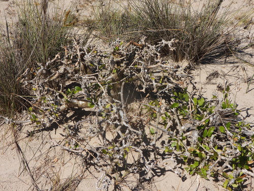 Commiphora lamii
