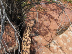 Heloderma suspectum cinctum