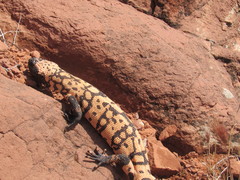 Heloderma suspectum cinctum