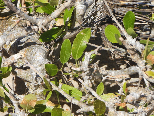 Commiphora lamii