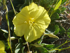 Oenothera brachycarpa