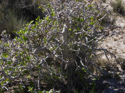 Commiphora lamii