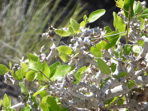 Commiphora lamii