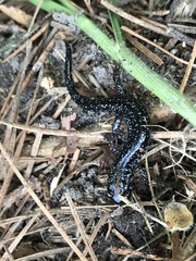 Plethodon variolatus