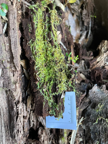 Heteroscyphus argutus observed 2026-04-15