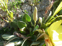 Oenothera brachycarpa