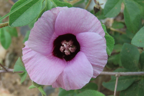 Gossypium anomalum