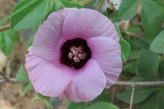 Gossypium anomalum