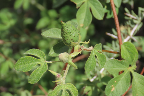 Gossypium anomalum, photograph 2