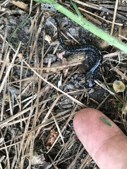 Plethodon variolatus