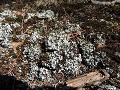 Cladonia apodocarpa