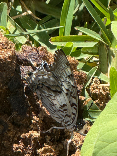 Variegated Princess