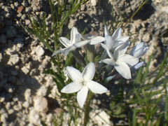 Amsonia palmeri