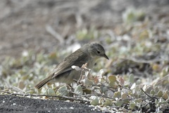 Certhidea fusca