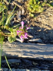 Lamium amplexicaule