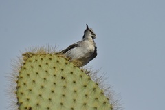Mimus parvulus barringtoni