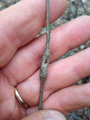 Neolasioptera linderae