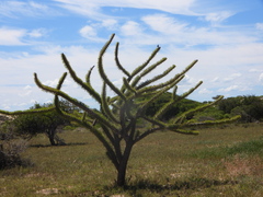 Didierea madagascariensis, photograph (c) amantedarmanin, some rights reserved (CC BY)