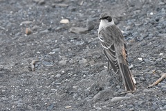 Mimus parvulus parvulus