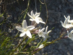 Amsonia palmeri
