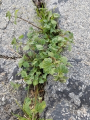 Lamium amplexicaule