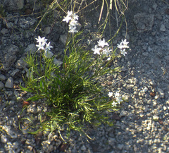 Amsonia palmeri