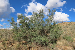 Senegalia hereroensis, photograph author not stated, no rights reserved