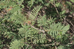 Senegalia hereroensis