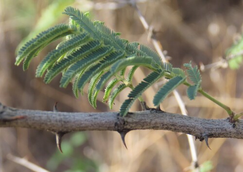 Senegalia hereroensis, photograph 2
