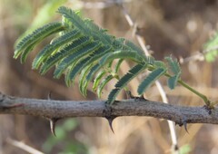 Senegalia hereroensis, photograph author not stated, no rights reserved