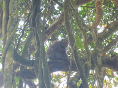 Macaca fascicularis condorensis