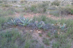 Pseudogaltonia clavata