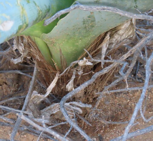 Pseudogaltonia clavata, photograph 1