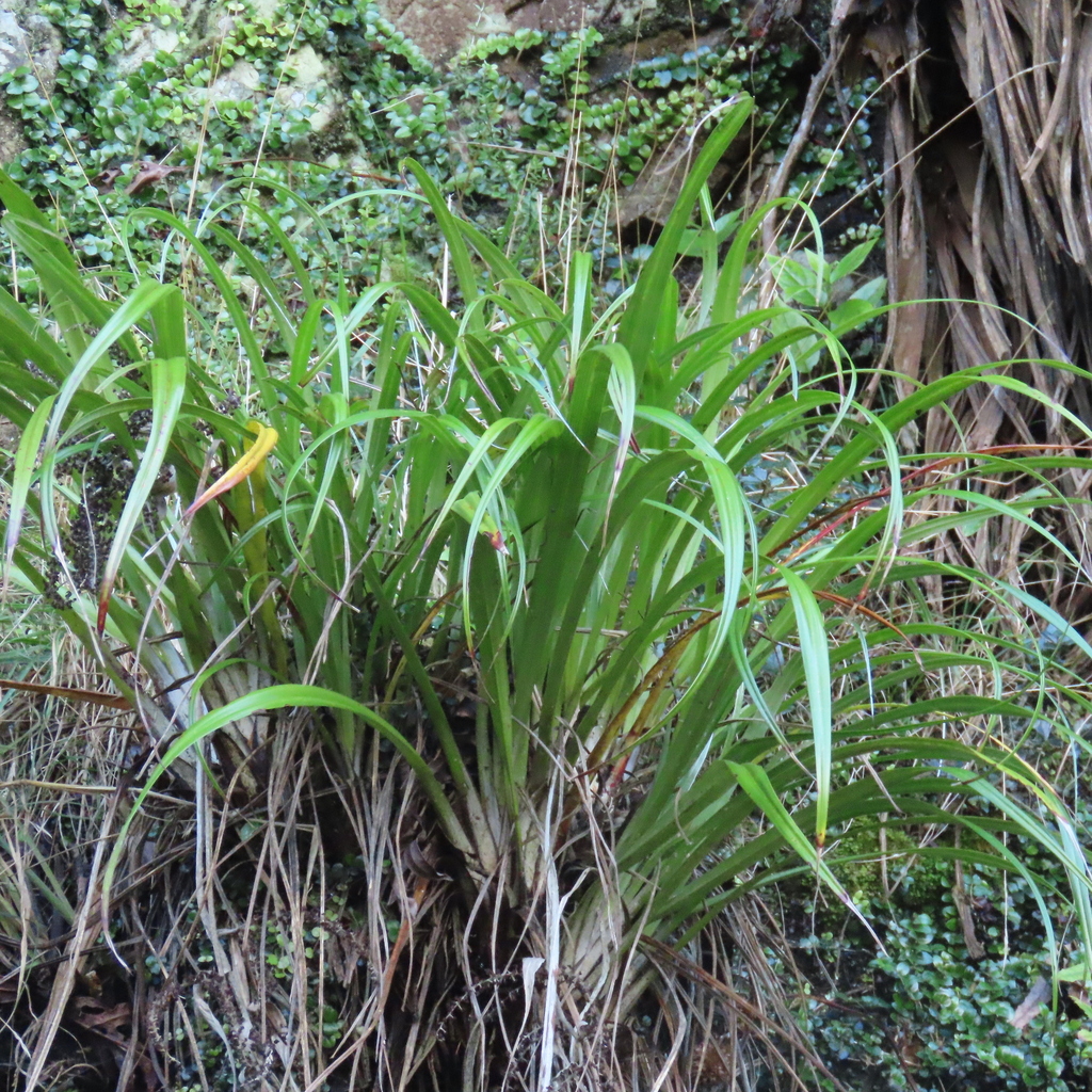 Astelia solandri; photograph author not stated, no rights reserved