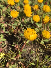 Trifolium jokerstii