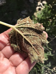 Pucciniaceae