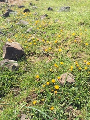 Trifolium jokerstii