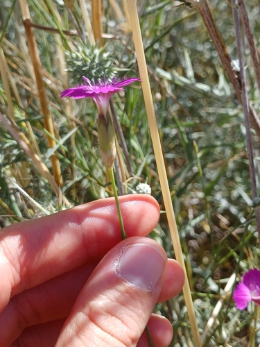 Dianthus strictus, photograph 3