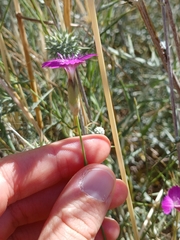 (c) yelena_antipova, some rights reserved (CC BY) Dianthus strictus, photograph (c) yelena_antipova, some rights reserved (CC BY)