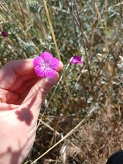 (c) yelena_antipova, some rights reserved (CC BY) Dianthus strictus, photograph (c) yelena_antipova, some rights reserved (CC BY)