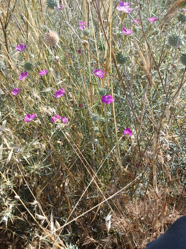 Dianthus strictus, photograph 5