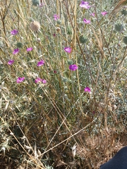 (c) yelena_antipova, some rights reserved (CC BY) Dianthus strictus, photograph (c) yelena_antipova, some rights reserved (CC BY)