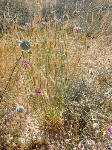 Dianthus strictus, photograph 6