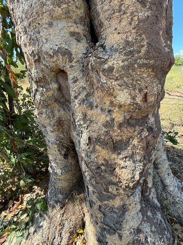 manketti-tree