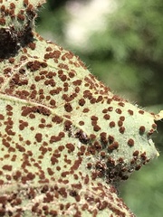 Pucciniaceae