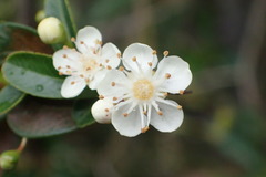 Pyracantha koidzumii