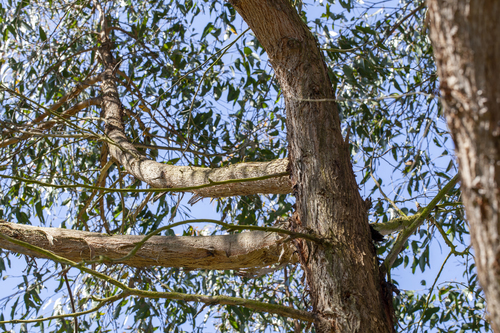 Eucalyptus obliqua