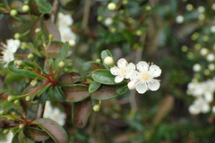 Pyracantha koidzumii
