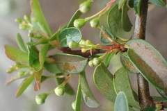 Pyracantha koidzumii